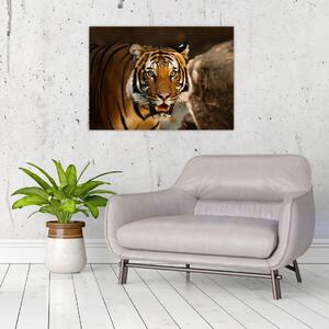Obraz tygrysa (70x50 cm)