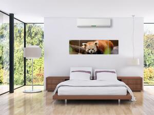 Obraz czerwonej pandy (170x50 cm)