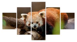 Obraz czerwonej pandy (125x70 cm)