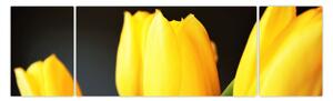 Obraz tulipanów (170x50 cm)