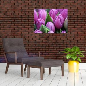 Obraz - kwiaty tulipanów (70x50 cm)