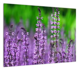 Obraz fioletowych kwiatów polnych (70x50 cm)