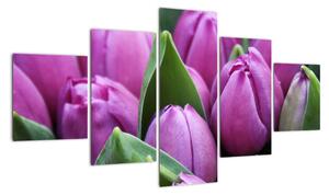 Obraz - kwiaty tulipanów (125x70 cm)