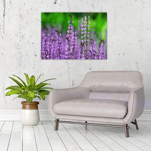 Obraz fioletowych kwiatów polnych (70x50 cm)