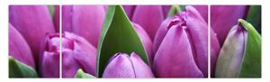 Obraz - kwiaty tulipanów (170x50 cm)