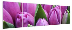 Obraz - kwiaty tulipanów (170x50 cm)