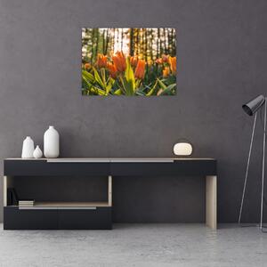 Obraz - kwiaty tulipanów (70x50 cm)