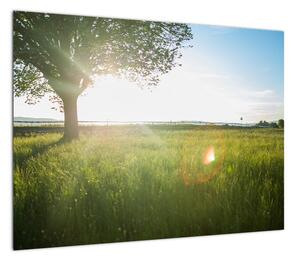 Obraz letniej łąki (70x50 cm)