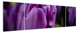 Obraz kwiatów tulipanów (170x50 cm)