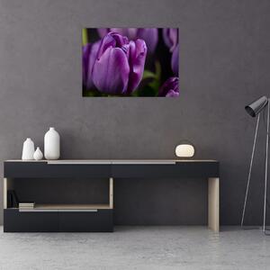 Obraz kwiatów tulipanów (70x50 cm)
