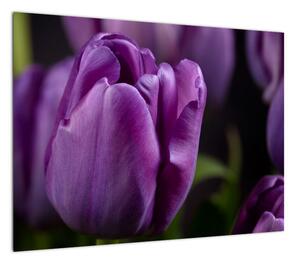 Obraz kwiatów tulipanów (70x50 cm)