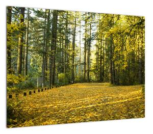 Obraz - las jesienią (70x50 cm)