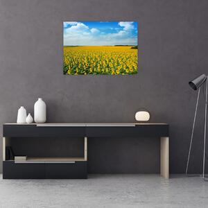 Obraz - ciąg słoneczników (70x50 cm)
