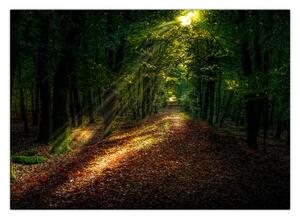 Obraz leśnej ścieżki (70x50 cm)