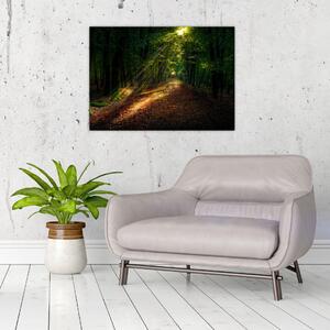Obraz leśnej ścieżki (70x50 cm)