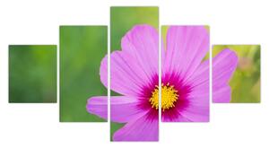Obraz - polny kwiat (125x70 cm)