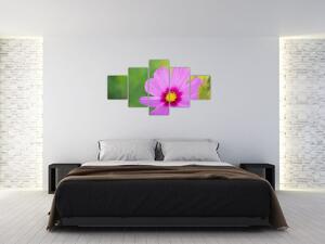 Obraz - polny kwiat (125x70 cm)