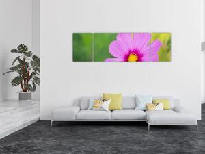 Obraz - polny kwiat (170x50 cm)