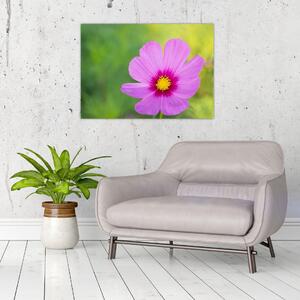 Obraz - polny kwiat (70x50 cm)