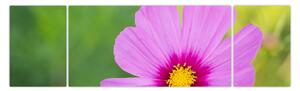 Obraz - polny kwiat (170x50 cm)
