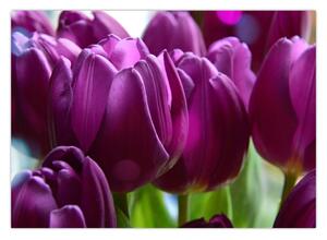 Obraz tulipanów (70x50 cm)