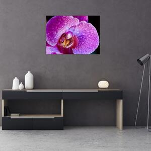 Zbliżenie kwiatu orchidei (70x50 cm)