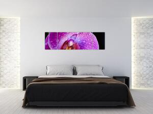 Zbliżenie kwiatu orchidei (170x50 cm)