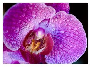 Zbliżenie kwiatu orchidei (70x50 cm)