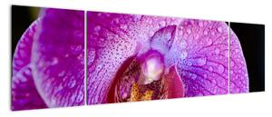 Zbliżenie kwiatu orchidei (170x50 cm)