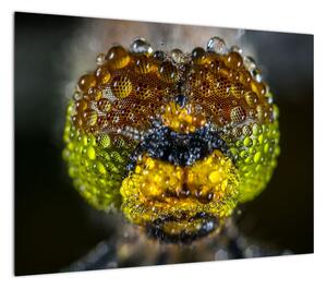 Szczegółowy obraz oczu owadów (70x50 cm)