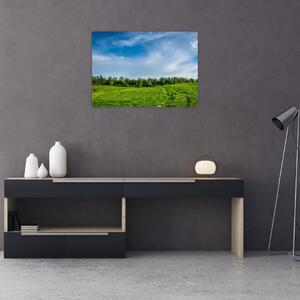 Obraz łąki (70x50 cm)