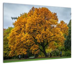 Obraz drzewa (70x50 cm)