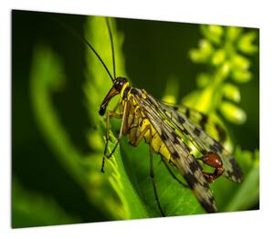 Obraz owada (70x50 cm)