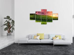 Obraz winnicy z kolorowym niebem (125x70 cm)