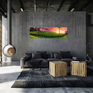 Obraz winnicy z kolorowym niebem (170x50 cm)