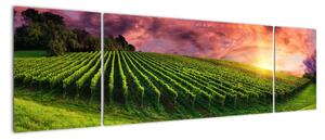 Obraz winnicy z kolorowym niebem (170x50 cm)