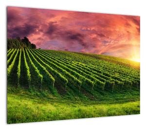 Obraz winnicy z kolorowym niebem (70x50 cm)