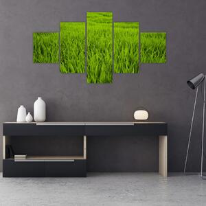 Obraz trawy (125x70 cm)