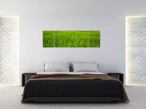 Obraz trawy (170x50 cm)