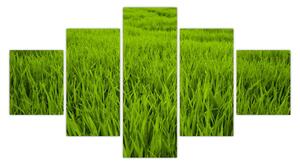 Obraz trawy (125x70 cm)