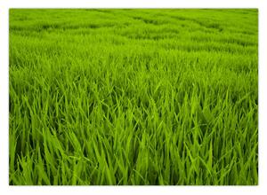 Obraz trawy (70x50 cm)