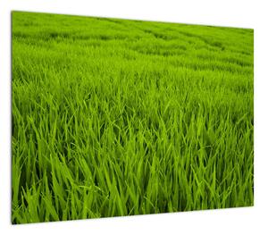 Obraz trawy (70x50 cm)