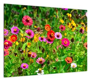 Obraz kwiatów polnych (70x50 cm)