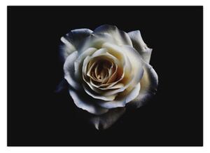 Obraz białej róży (70x50 cm)