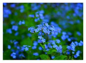 Obraz niebieskich kwiatów (70x50 cm)