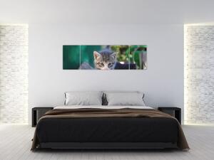 Obraz kotków (170x50 cm)