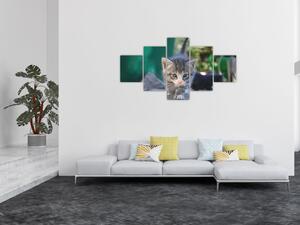 Obraz kotków (125x70 cm)