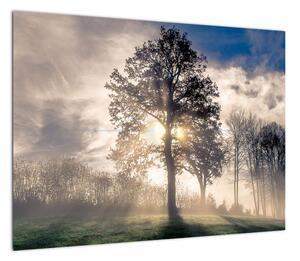 Obraz drzewa we mgle (70x50 cm)