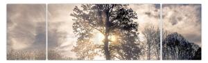 Obraz drzewa we mgle (170x50 cm)
