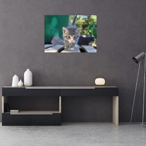 Obraz kotków (70x50 cm)